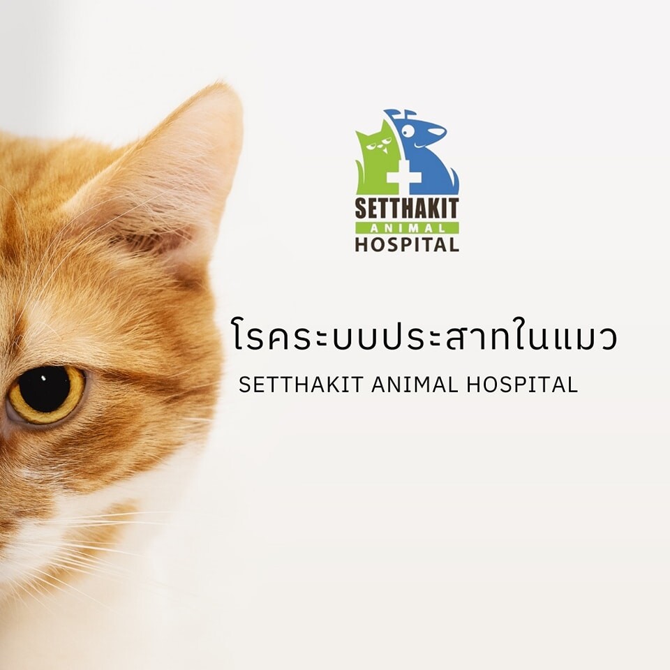 โรคระบบประสาทในแมว - โรงพยาบาลสัตว์เศรษฐกิจสัตวแพทย์