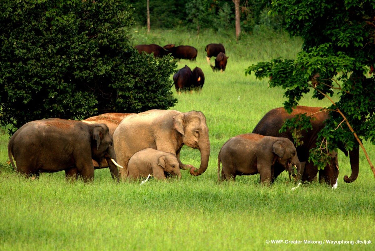 WWF เปิดตัวโครงการใหม่เพื่อช้างเอเชียในระดับภูมิภาค เชิญชวน "พันธมิตรช่วยช้าง" เข้าร่วมมือ
