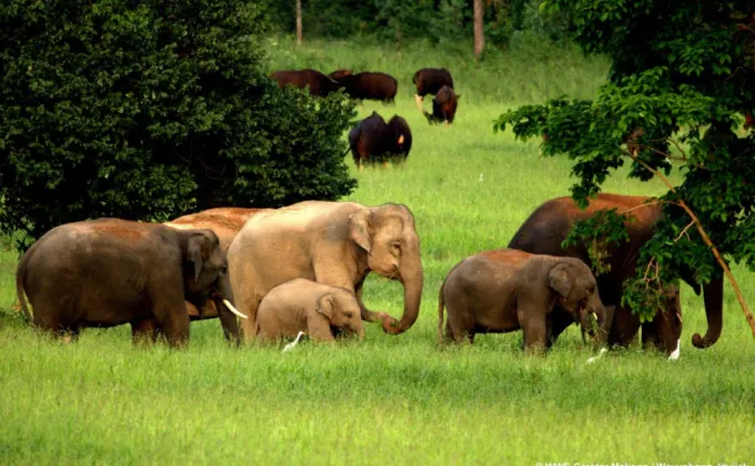 WWF เปิดตัวโครงการใหม่เพื่อช้างเอเชียในระดับภูมิภาค