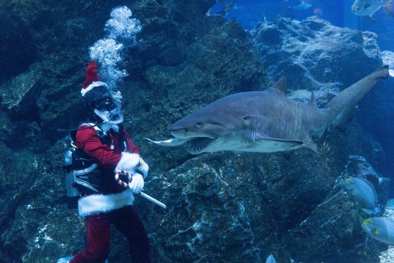 ซีไลฟ์แบงคอกต้อนรับเทศกาลคริสต์มาส ด้วยกิจกรรมสุดพิเศษ "แซนต้าไดฟ์" ในแท้งค์ใหญ่สุดอลังการกับฉลามใหม่!