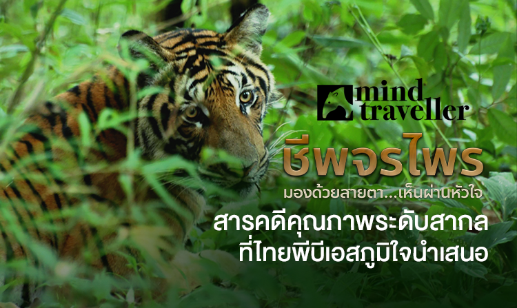 "ชีพจรไพร Mind Traveller" มองด้วยสายตา เห็นผ่านหัวใจ สารคดีคุณภาพระดับสากล ที่ไทยพีบีเอสภูมิใจนำเสนอ