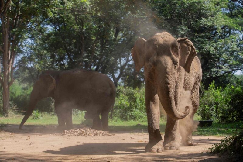 องค์กรพิทักษ์สัตว์แห่งโลก ชวนส่งต่อความรัก ร่วมบริจาค "กองทุนช่วยเหลือเพื่อไถ่ชีวิตช้างไทย" สู่สุขสุดท้าย
