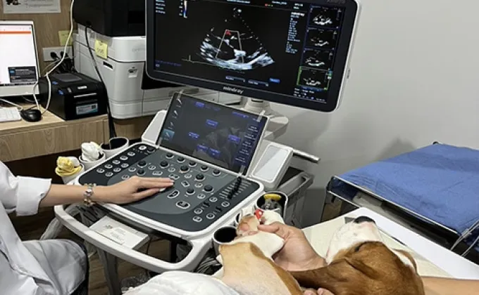 สัตวแพทย์ จุฬาฯ ผ่าตัดซ่อมลิ้นหัวใจรั่วในสุนัขด้วยนวัตกรรมใหม่