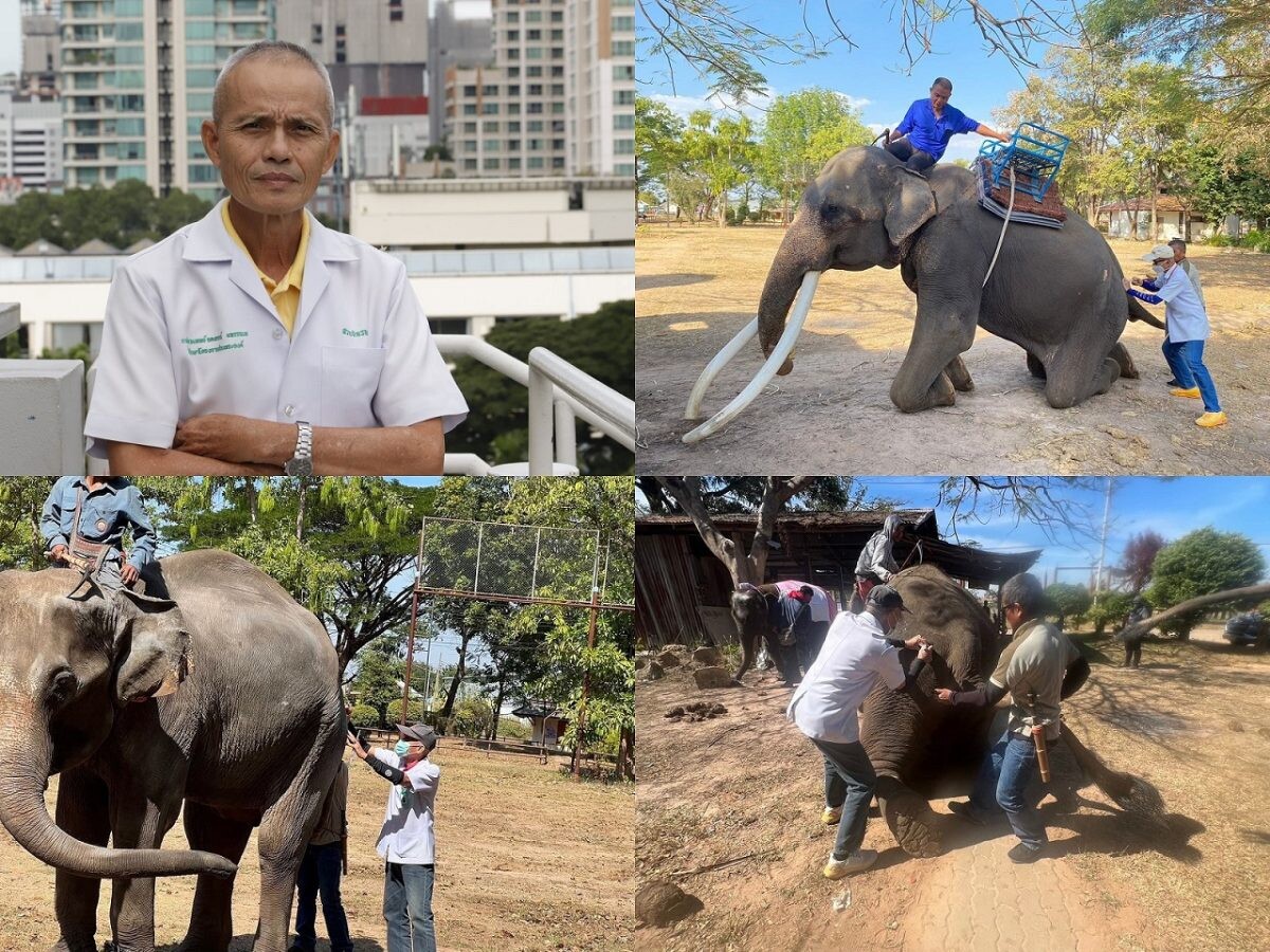 13 มีนาคม "วันช้างไทย" สมาคมป้องกันการทารุณสัตว์แห่งประเทศไทย (TSPCA) นำโดย ดร.น.สพ.อลงกรณ์ มหรรณพ กับโครงการตรวจสุขภาพดูแลรักษาช้าง 1,198 ครั้ง ในปี 2566