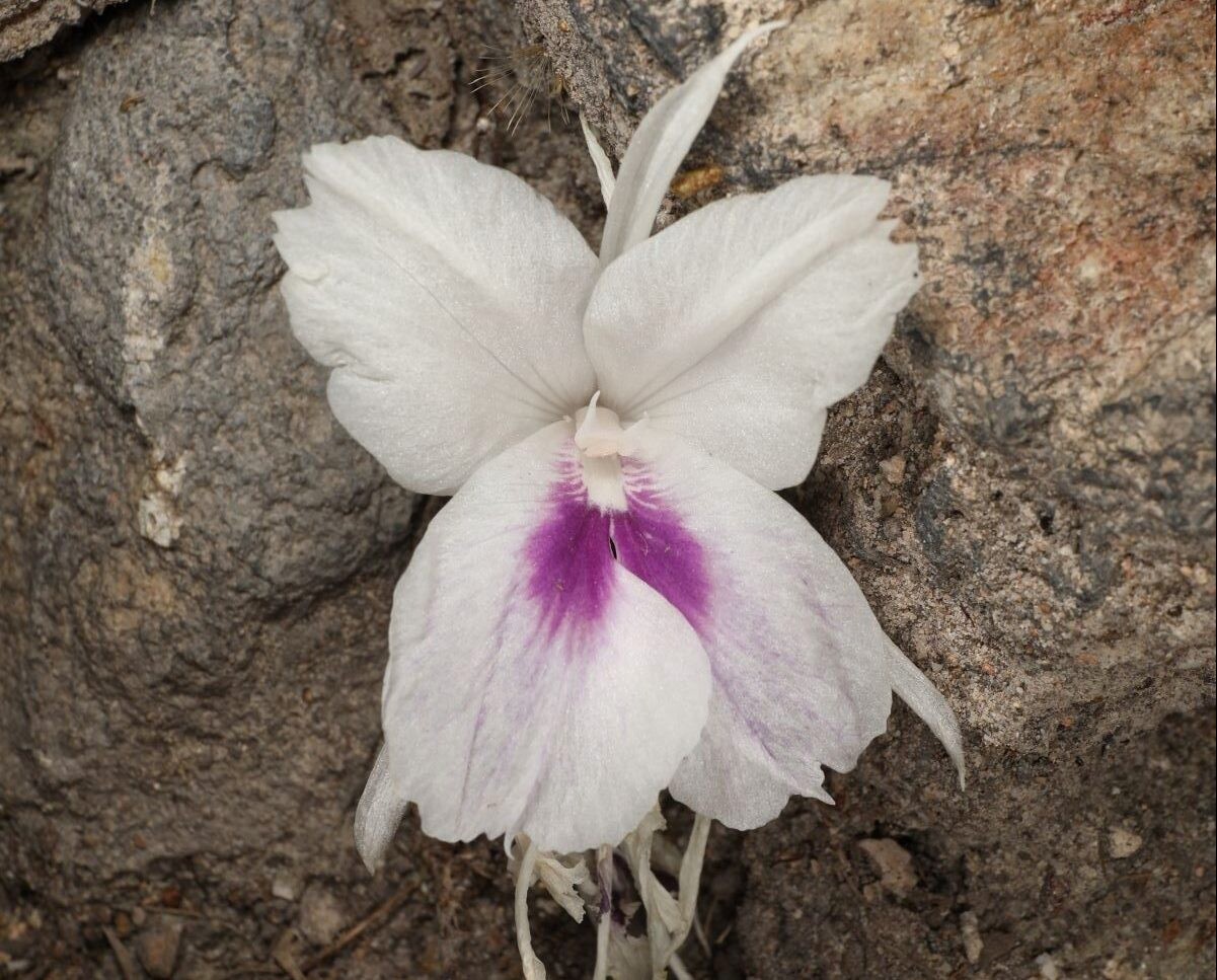 นักวิจัย NSM ค้นพบ "เปราะนพรัตน์" พืชเฉพาะถิ่นของไทยพันธุ์ใหม่ของโลก ได้รับการตีพิมพ์ลงวารสารระดับนานาชาติ Annales Botanici Fennici (Q2) ประเทศฟินแลนด์