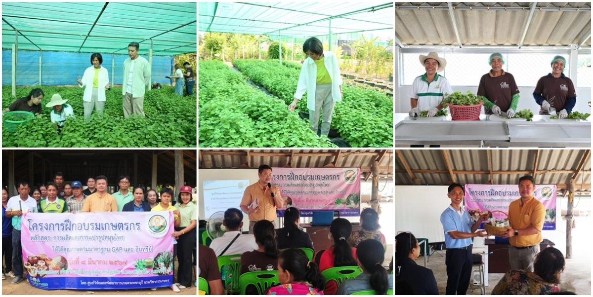 บ้านหมอละออง "สวนสมุนไพร GREEN HOUSE จ.เพชรบุรี" ได้รับการรับรอง GAP : Good Agricultural Practices การปฏิบัติทางการเกษตรที่ดี : สำหรับพืชสมุนไพร