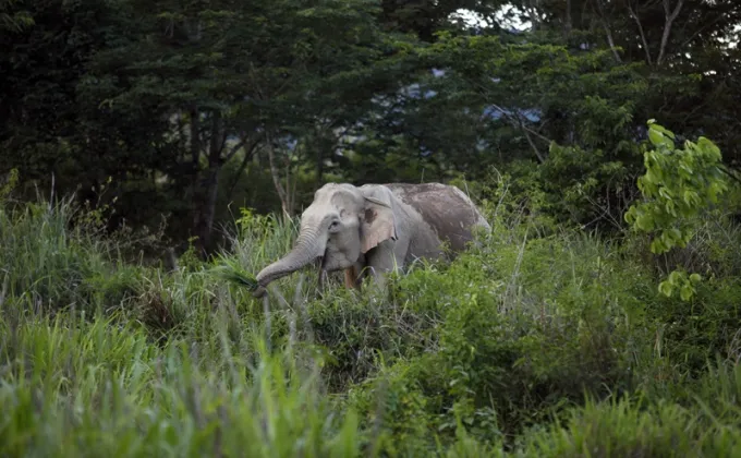 WWF เผย 3 เหตุผลที่ควรอนุรักษ์ช้างป่า